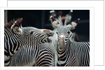 Zebras as Friends by Anonymous