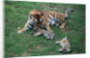 Siberian Tigers Playing with Mother by Anonymous