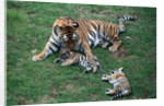 Siberian Tigers Playing with Mother by Anonymous
