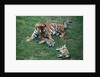 Siberian Tigers Playing with Mother by Anonymous