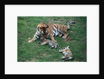 Siberian Tigers Playing with Mother by Anonymous