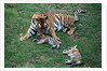 Siberian Tigers Playing with Mother by Anonymous