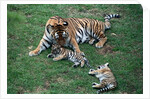 Siberian Tigers Playing with Mother by Anonymous
