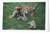 Siberian Tigers Playing with Mother by Anonymous