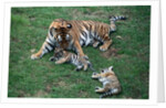 Siberian Tigers Playing with Mother by Anonymous