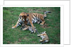 Siberian Tigers Playing with Mother by Anonymous