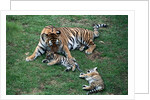 Siberian Tigers Playing with Mother by Anonymous