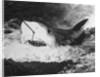 Large Captured Shark Hooked by the Mouth by Anonymous