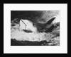 Large Captured Shark Hooked by the Mouth by Anonymous