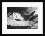 Large Captured Shark Hooked by the Mouth by Anonymous