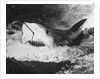 Large Captured Shark Hooked by the Mouth by Anonymous