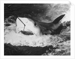 Large Captured Shark Hooked by the Mouth by Anonymous