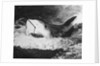Large Captured Shark Hooked by the Mouth by Anonymous