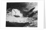 Large Captured Shark Hooked by the Mouth by Anonymous
