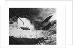 Large Captured Shark Hooked by the Mouth by Anonymous