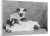 Siamese Kittens Drinking From Baby Bottle by Anonymous