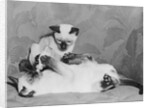 Siamese Kittens Drinking From Baby Bottle by Anonymous