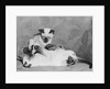 Siamese Kittens Drinking From Baby Bottle by Anonymous