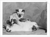 Siamese Kittens Drinking From Baby Bottle by Anonymous