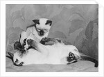 Siamese Kittens Drinking From Baby Bottle by Anonymous
