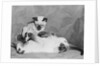 Siamese Kittens Drinking From Baby Bottle by Anonymous
