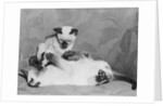 Siamese Kittens Drinking From Baby Bottle by Anonymous