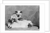 Siamese Kittens Drinking From Baby Bottle by Anonymous