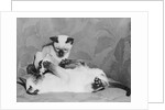 Siamese Kittens Drinking From Baby Bottle by Anonymous