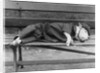 Sleeping Dog in Outfit by Anonymous