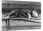 Sleeping Dog in Outfit by Anonymous
