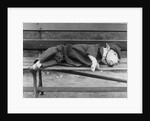 Sleeping Dog in Outfit by Anonymous