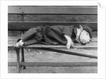 Sleeping Dog in Outfit by Anonymous