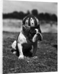Dog Wearing Helmet on Football Field by Anonymous