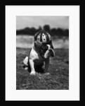 Dog Wearing Helmet on Football Field by Anonymous