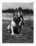 Dog Wearing Helmet on Football Field by Anonymous