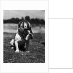 Dog Wearing Helmet on Football Field by Anonymous