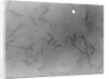View of Microscopic View of Influenza by Anonymous
