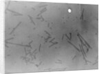 View of Microscopic View of Influenza by Anonymous