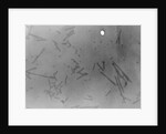 View of Microscopic View of Influenza by Anonymous