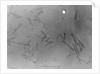 View of Microscopic View of Influenza by Anonymous