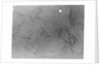 View of Microscopic View of Influenza by Anonymous