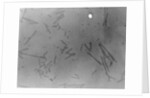 View of Microscopic View of Influenza by Anonymous