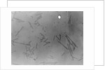 View of Microscopic View of Influenza by Anonymous