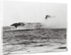 USS Lexington's Crew Diving into Sea by Anonymous