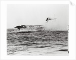 USS Lexington's Crew Diving into Sea by Anonymous
