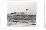 USS Lexington's Crew Diving into Sea by Anonymous