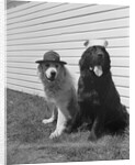 Army Dogs Sitting by Anonymous