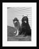 Army Dogs Sitting by Anonymous