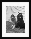 Army Dogs Sitting by Anonymous
