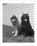 Army Dogs Sitting by Anonymous